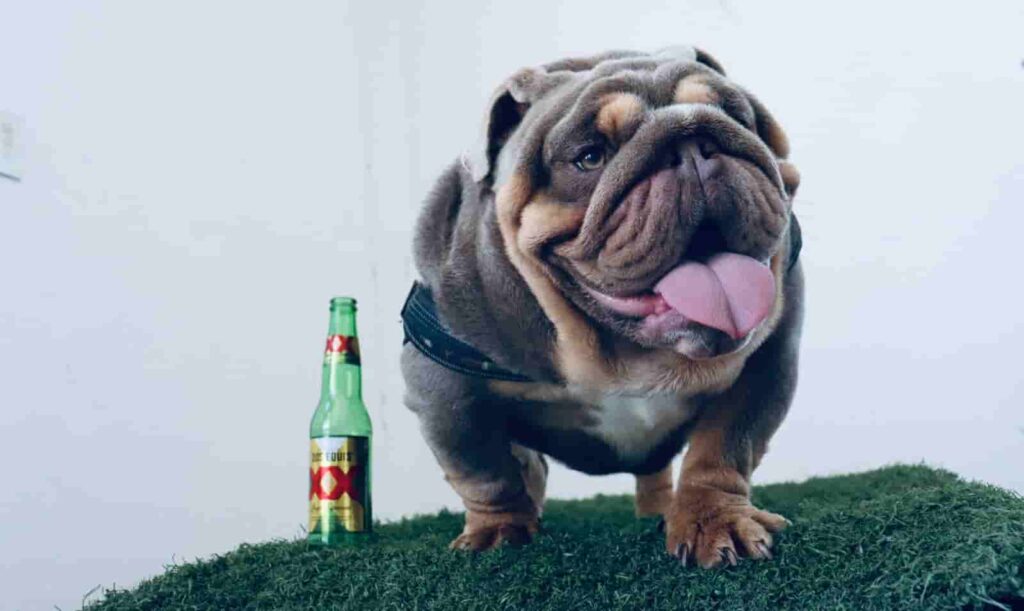 bulldog-ingles-donde-comprar