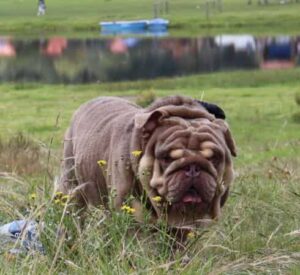 semental-english-bulldog-blue