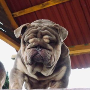 smental-bulldog-ingles-exotico